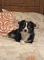 Blanche, a female Miniature Australian Shepherd for sale in Farmersville, TX – 2 of 3