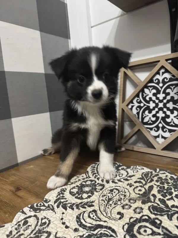 Blanche – Miniature Australian Shepherd puppy for sale in Farmersville, TX