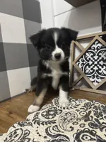 Blanche, a female Miniature Australian Shepherd for sale in Farmersville, TX – 1 of 3