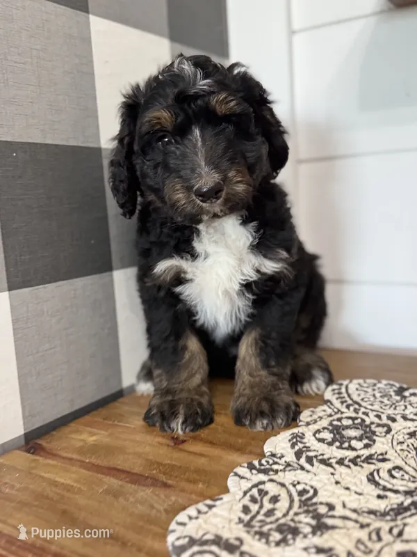 Gramps – Aussiedoodle puppy for sale in Farmersville, TX