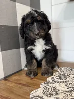 Gramps, a male Aussiedoodle for sale in Farmersville, TX – 1 of 3