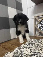 Sophia, a female Miniature Australian Shepherd for sale in Farmersville, TX – 1 of 3
