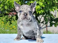 Boris, a male French Bulldog for sale in Los Angeles, CA – Photo 2 of 3