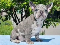 Boris, a male French Bulldog for sale in Los Angeles, CA – Photo 3 of 3