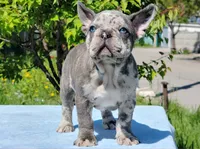 Boris, a male French Bulldog for sale in Los Angeles, CA – Photo 1 of 3