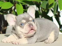 Baron, a male French Bulldog for sale in Los Angeles, CA – Photo 3 of 3
