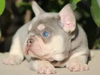 Baron, a male French Bulldog for sale in Los Angeles, CA – Photo 2 of 3