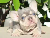 Baron, a male French Bulldog for sale in Los Angeles, CA – Photo 1 of 3