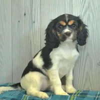 Brook, a female Cavalier King Charles Spaniel for sale in Los Angeles, CA – Photo 3 of 3