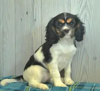 Brook, a  Cavalier King Charles Spaniel for sale in Los Angeles, CA – Photo 3 of 3