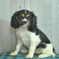 Brook, a female Cavalier King Charles Spaniel for sale in Los Angeles, CA – Photo 1 of 3