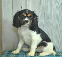 Brook, a  Cavalier King Charles Spaniel for sale in Los Angeles, CA – Photo 1 of 3