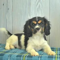 Brook, a female Cavalier King Charles Spaniel for sale in Los Angeles, CA – Photo 2 of 3