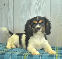 Brook, a  Cavalier King Charles Spaniel for sale in Los Angeles, CA – Photo 2 of 3