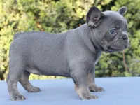 Bimba, a female French Bulldog for sale in Los Angeles, CA – Photo 3 of 3