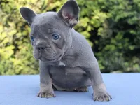 Bimba, a female French Bulldog for sale in Los Angeles, CA – Photo 2 of 3