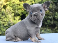 Bimba, a female French Bulldog for sale in Los Angeles, CA – Photo 1 of 3