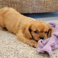 AKC Rosabella, a female Cavalier King Charles Spaniel for sale in Los Angeles, CA – Photo 4 of 7