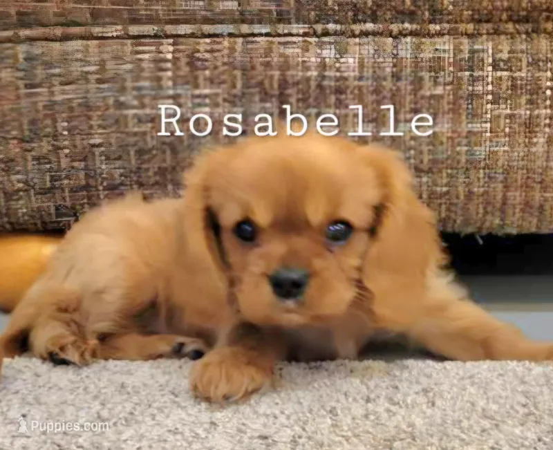 AKC Rosabella – Cavalier King Charles Spaniel puppy for sale in Los Angeles, CA