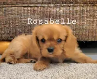 Rosabella, a female Cavalier King Charles Spaniel for sale in Los Angeles, CA – Photo 6 of 7