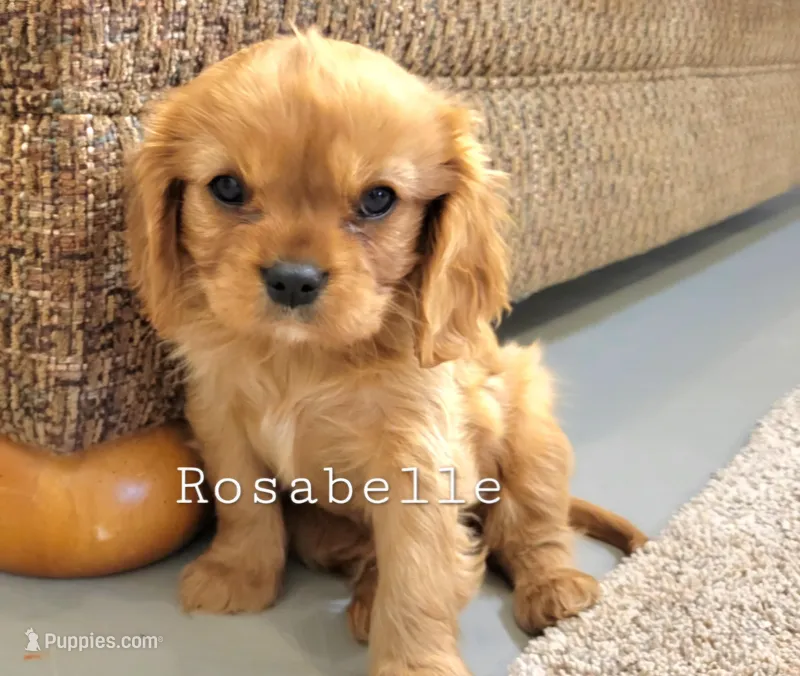 Rosabella, a female Cavalier King Charles Spaniel for sale in Los Angeles, CA – Photo 1 of 7