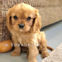 AKC Rosabella, a female Cavalier King Charles Spaniel for sale in Los Angeles, CA – Photo 1 of 7