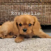 AKC Rosabella, a female Cavalier King Charles Spaniel for sale in Los Angeles, CA – Photo 5 of 7