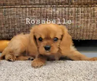 Rosabella, a female Cavalier King Charles Spaniel for sale in Los Angeles, CA – Photo 5 of 7