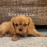 AKC Rosabella, a female Cavalier King Charles Spaniel for sale in Los Angeles, CA – Photo 3 of 7