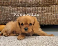 Rosabella, a female Cavalier King Charles Spaniel for sale in Los Angeles, CA – Photo 3 of 7