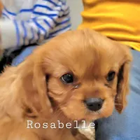 AKC Rosabella, a female Cavalier King Charles Spaniel for sale in Los Angeles, CA – Photo 2 of 7