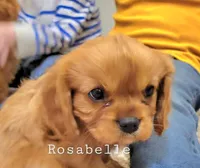 Rosabella, a female Cavalier King Charles Spaniel for sale in Los Angeles, CA – Photo 2 of 7