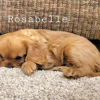 AKC Rosabella, a female Cavalier King Charles Spaniel for sale in Los Angeles, CA – Photo 7 of 7