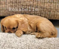 Rosabella, a female Cavalier King Charles Spaniel for sale in Los Angeles, CA – Photo 7 of 7