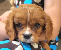 violetta, a female Cavalier King Charles Spaniel for sale in Los Angeles, CA – Photo 6 of 6