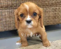 violetta, a female Cavalier King Charles Spaniel for sale in Los Angeles, CA – Photo 3 of 6