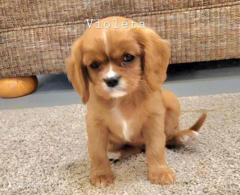 violetta, a female Cavalier King Charles Spaniel for sale in Los Angeles, CA – Photo 1 of 6