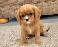 violetta, a female Cavalier King Charles Spaniel for sale in Los Angeles, CA – Photo 1 of 6
