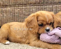 violetta, a female Cavalier King Charles Spaniel for sale in Los Angeles, CA – Photo 2 of 6