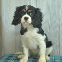 Belle, a female Cavalier King Charles Spaniel for sale in Los Angeles, CA – Photo 2 of 3