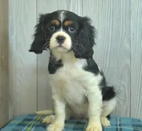 Belle, a female Cavalier King Charles Spaniel for sale in Los Angeles, CA – Photo 2 of 3