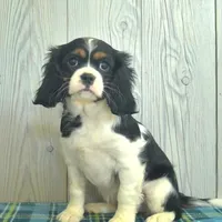 Belle, a female Cavalier King Charles Spaniel for sale in Los Angeles, CA – Photo 3 of 3