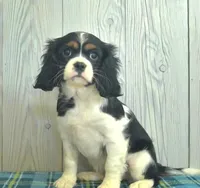 Belle, a female Cavalier King Charles Spaniel for sale in Los Angeles, CA – Photo 3 of 3