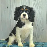 Belle, a female Cavalier King Charles Spaniel for sale in Los Angeles, CA – Photo 1 of 3