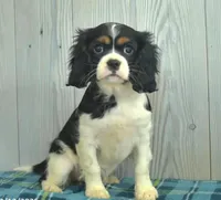 Belle, a female Cavalier King Charles Spaniel for sale in Los Angeles, CA – Photo 1 of 3