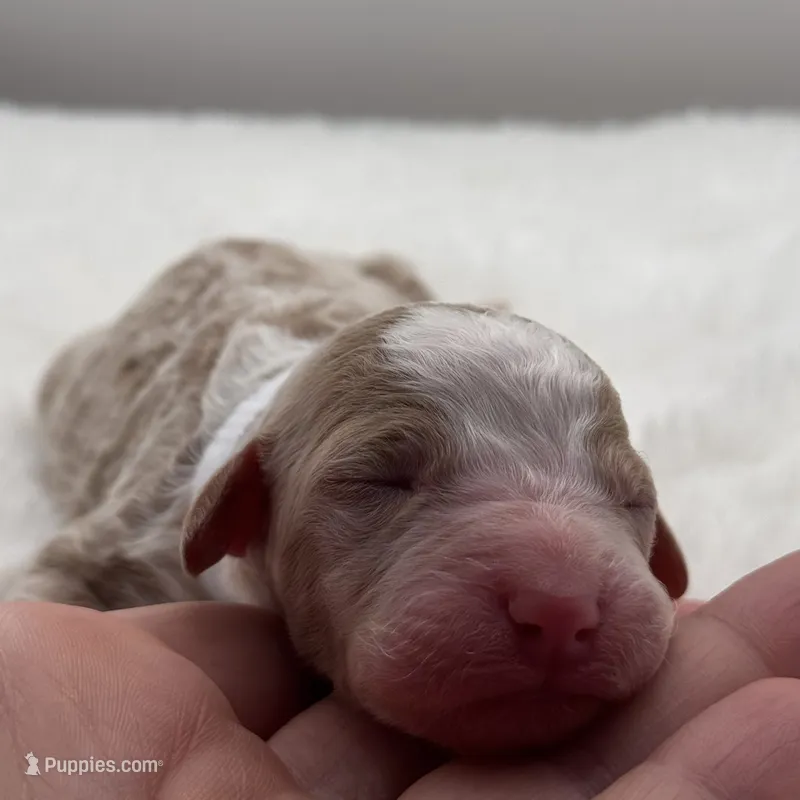 Savannah – Bernedoodle puppy for sale in Hickory, NC