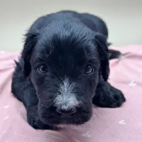 Wishbone, a male Aussiedoodle for sale in Hickory, NC – Photo 1 of 3