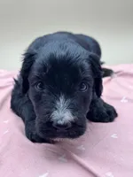 Wishbone, a male Aussiedoodle for sale in Hickory, NC – Photo 1 of 3