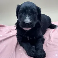 Wishbone, a male Aussiedoodle for sale in Hickory, NC – Photo 2 of 3