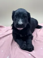 Wishbone, a male Aussiedoodle for sale in Hickory, NC – Photo 2 of 3